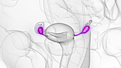Ovaries, illustration