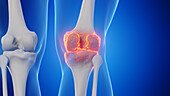 Male knee, illustration