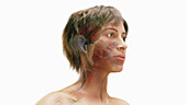 Female facial muscles, illustration