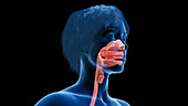 Female upper respiratory tract, illustration