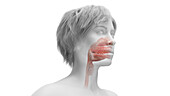 Female mouth and upper respiratory tract, illustration