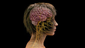 Female central nervous system, illustration