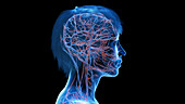 Vasculature of the head and neck, illustration