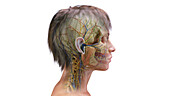 Female head and neck anatomy, illustration