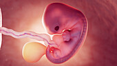 Foetus at 7 weeks old, illustration
