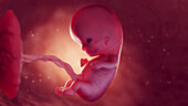 Foetus at 10 weeks, illustration