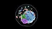 Human cell, illustration