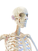 Skeleton of the upper torso, illustration