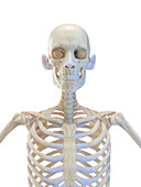 Skeleton of the torso, illustration