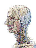 Male face and neck anatomy, illustration