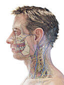 Male face and neck anatomy, illustration