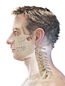 Bones of the head and neck, illustration