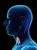 Male thyroid gland, illustration