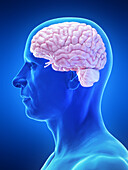 Male brain, illustration