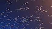 Sperm, illustration