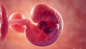 Embryo in the womb, illustration