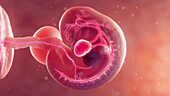 Embryonic cardiovascular system, illustration
