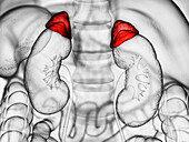 Adrenal gland, illustration