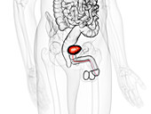 Urinary bladder, illustration