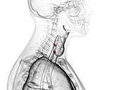 Parathyroid glands, illustration