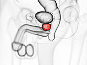 Prostate, illustration