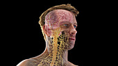 Nervous system of the head, illustration