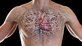 Cardiopulmonary system, illustration