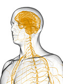 Brain and nerves, illustration