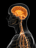 Brain and nerves, illustration