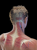 Male neck and upper back muscles, illustration