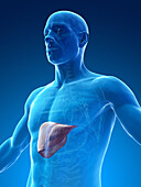 Male liver, illustration