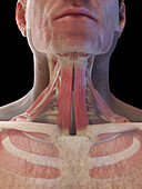 Male neck muscles, illustration