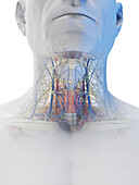 Male neck organs, illustration