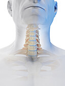 Male cervical spine, illustration