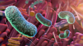 Gut microbiome, conceptual illustration