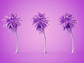Palm tree, illustration
