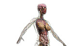 Internal organs of the torso, illustration