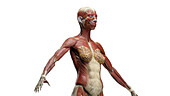 Muscular system of the torso, illustration