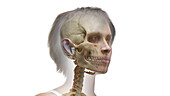 Bones of the head, illustration
