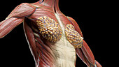 Muscles of the torso, illustration