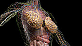 Torso anatomy, illustration