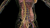 Abdominal anatomy, illustration