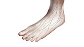 Lymphatic vessels of the left foot, illustration