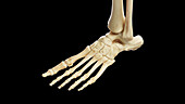 Bones of the left foot, illustration