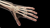 Bones of the left hand, illustration