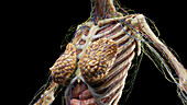 Anatomy of the chest, illustration