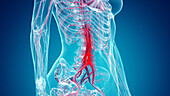 Abdominal vascular system, illustration