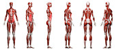External oblique muscles, illustration