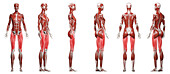 Upper leg muscles, illustration