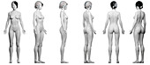 Female body, illustration